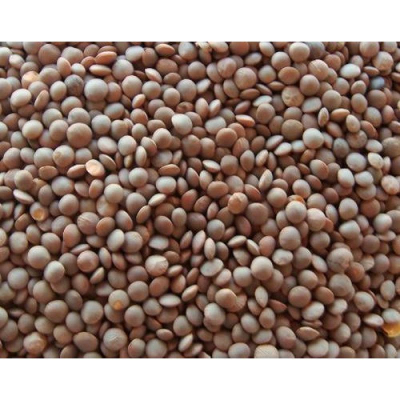 DAAL MASAR PREMIUM Q 500GM